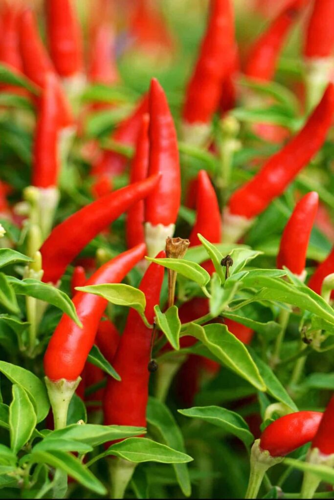 EXPLORE INGREDIENTS IN MEXICAN FOOD