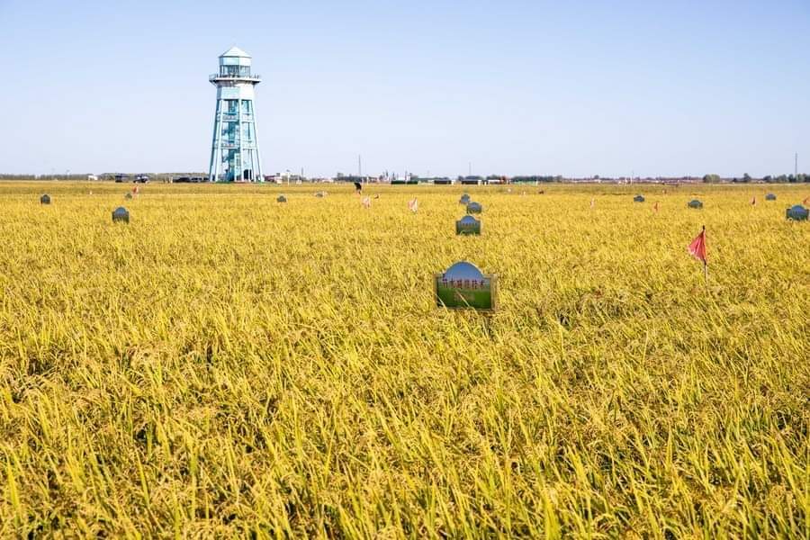 China's water-saving agriculture technology benefits BRI countries